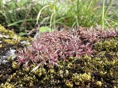 Saxifraga fragosoi