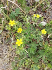 Potentilla