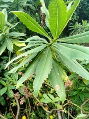 Brachyglottis hectorii