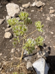 Thapsia garganica