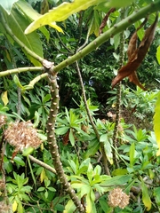 Brachyglottis hectorii