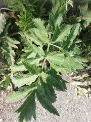 Pastinaca sativa