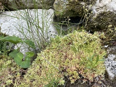 Saxifraga fragosoi