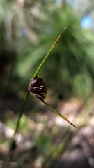 Mesomelaena pseudostygia