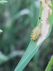 Subcoccinella vigintiquatuorpunctata