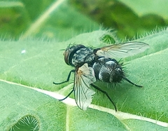 Voria ruralis