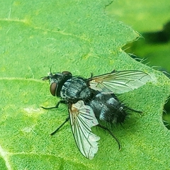 Voria ruralis