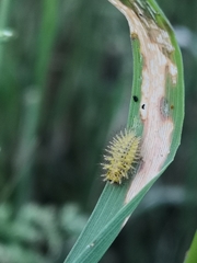 Subcoccinella vigintiquatuorpunctata