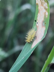 Subcoccinella vigintiquatuorpunctata