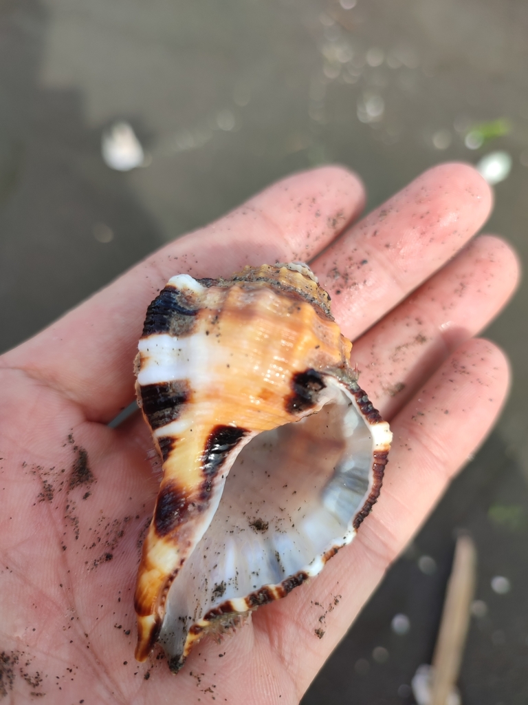 Large-spotted Triton Snail