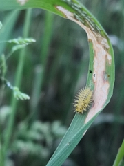 Subcoccinella vigintiquatuorpunctata