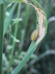 Subcoccinella vigintiquatuorpunctata