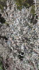 Olearia axillaris