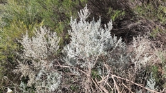 Olearia axillaris