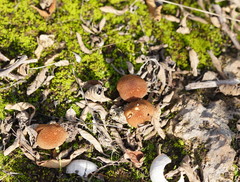 Lentinellus tasmanicus