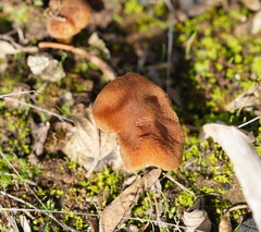 Lentinellus tasmanicus