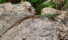 Podarcis filfolensis