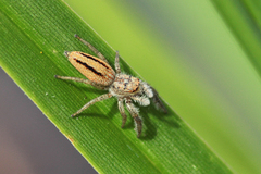 Marpissa radiata