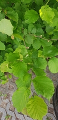 Corylus avellana