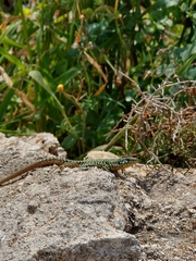 Podarcis filfolensis