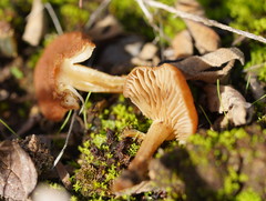 Lentinellus tasmanicus