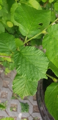 Corylus avellana