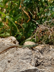 Podarcis filfolensis