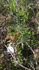 Grevillea hookeriana