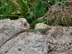 Podarcis filfolensis