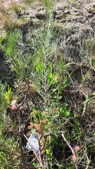 Grevillea hookeriana