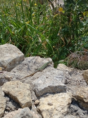 Podarcis filfolensis