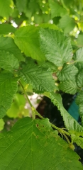 Corylus avellana