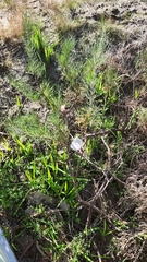 Grevillea hookeriana