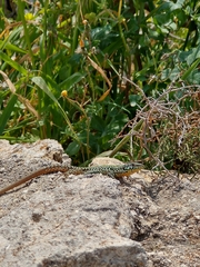 Podarcis filfolensis