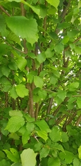 Corylus avellana