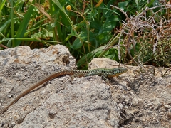 Podarcis filfolensis