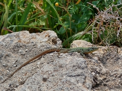 Podarcis filfolensis