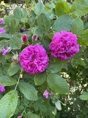Rosa