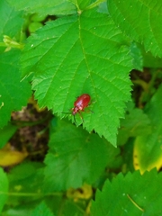 Lilioceris merdigera