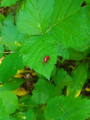 Lilioceris merdigera