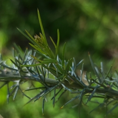 Jacksonia furcellata