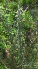 Jacksonia furcellata