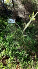 Jacksonia furcellata