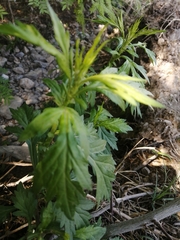 Artemisia montana