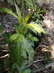 Artemisia montana