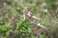 Syncolostemon parviflorus