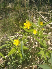 Anemonoides jenisseensis