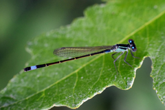 Ischnura elegans