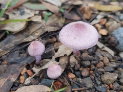 Inocybe violaceocaulis