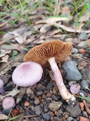 Inocybe violaceocaulis